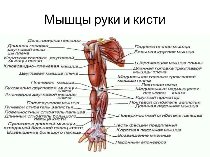 Мышцы руки и кисти