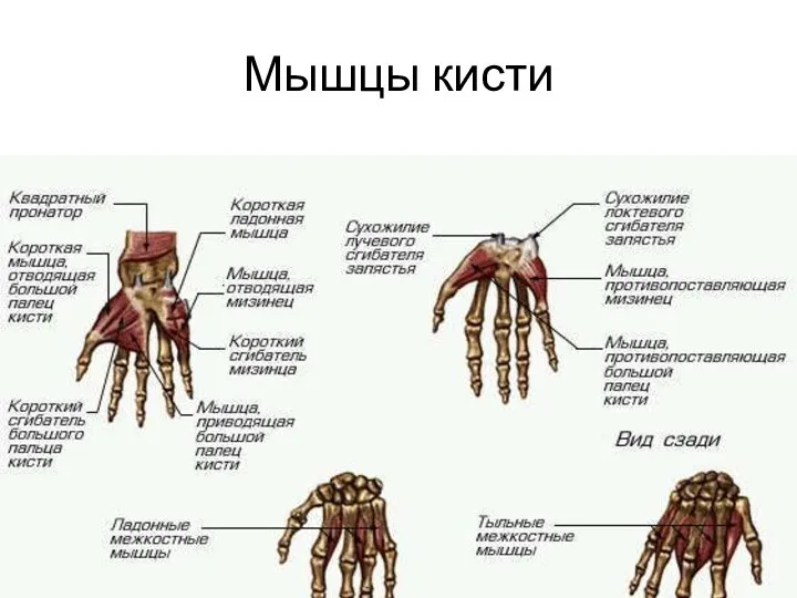 Мышцы кисти