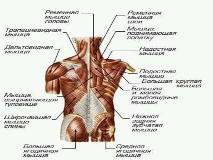 МЫШЕЧНАЯ СИСТЕМА МЫШЕЧНАЯ СИСТЕМА, совокупность мышц и мышечных пучков, объединенных