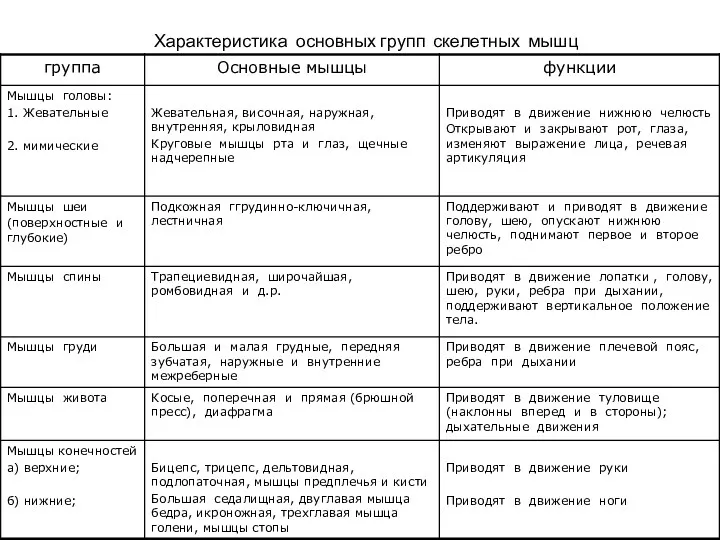 Характеристика основных групп скелетных мышц