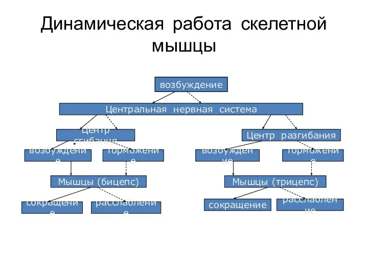 Динамическая работа скелетной мышцы возбуждение Центральная нервная система Центр сгибания