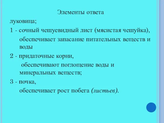 Элементы ответа луковица; 1 - сочный чешуевидный лист (мясистая чешуйка),