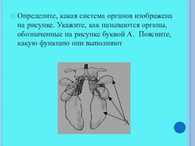 Определите, какая система органов изображена на рисунке. Укажите, как называются