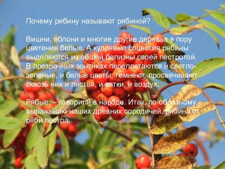 Почему рябину называют рябиной? Вишни, яблони и многие другие деревья