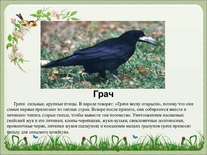 Грач Грачи сильные, крупные птицы. В народе говорят: «Грачи весну