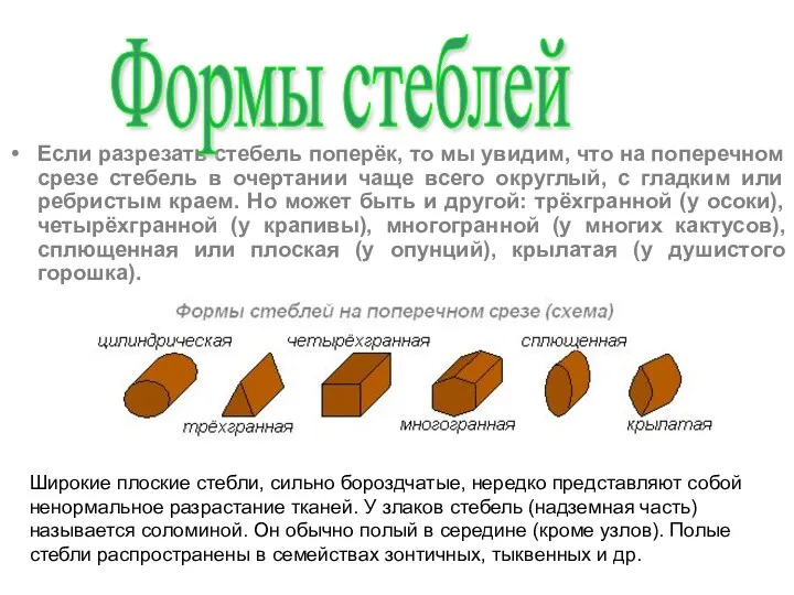 Если разрезать стебель поперёк, то мы увидим, что на поперечном