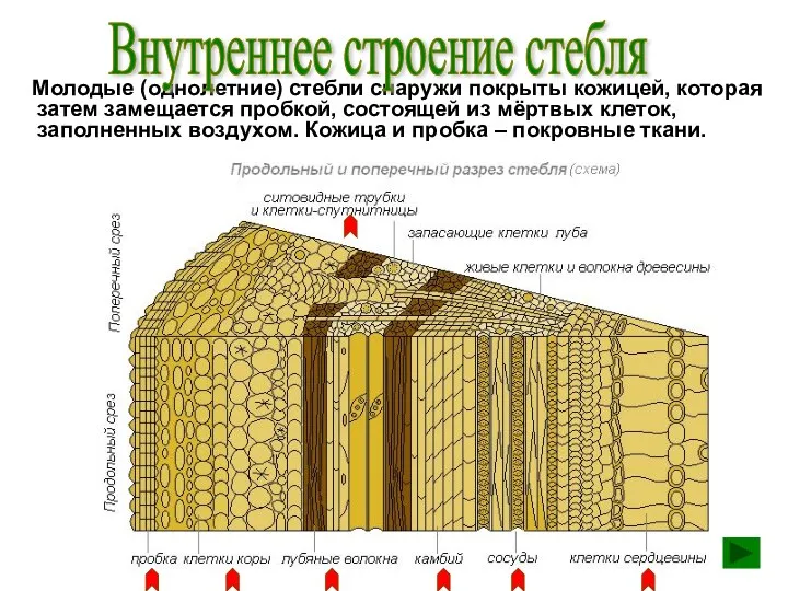 Молодые (однолетние) стебли снаружи покрыты кожицей, которая затем замещается пробкой,