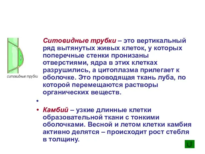 Ситовидные трубки – это вертикальный ряд вытянутых живых клеток, у которых поперечные стенки