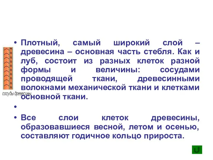 Плотный, самый широкий слой – древесина – основная часть стебля. Как и луб,