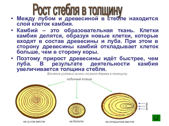 Между лубом и древесиной в стебле находится слой клеток камбия. Камбий – это