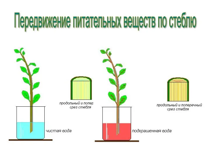 Передвижение питательных веществ по стеблю