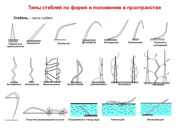 Стебель – часть побега Типы стеблей по форме и положению в пространстве Прямой