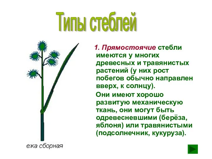 1. Прямостоячие стебли имеются у многих древесных и травянистых растений