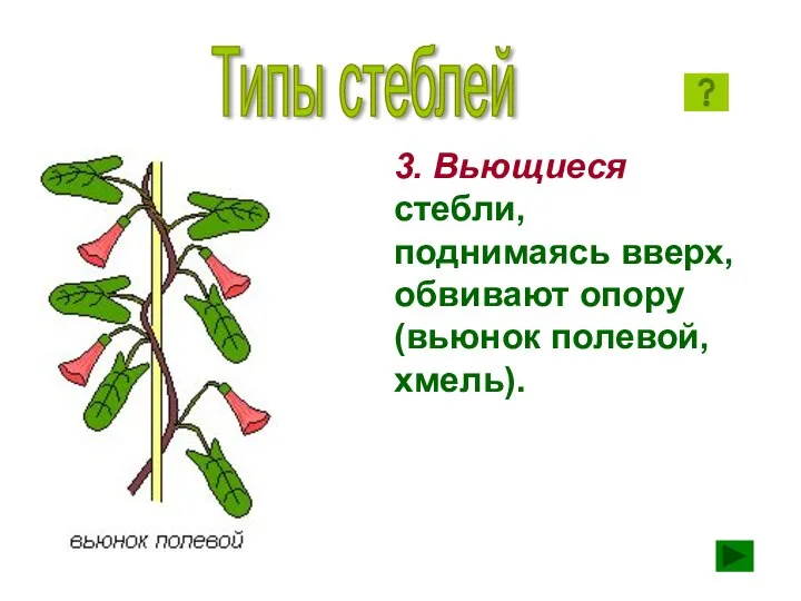 3. Вьющиеся стебли, поднимаясь вверх, обвивают опору (вьюнок полевой, хмель). Типы стеблей