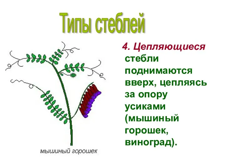 4. Цепляющиеся стебли поднимаются вверх, цепляясь за опору усиками (мышиный горошек, виноград). Типы стеблей