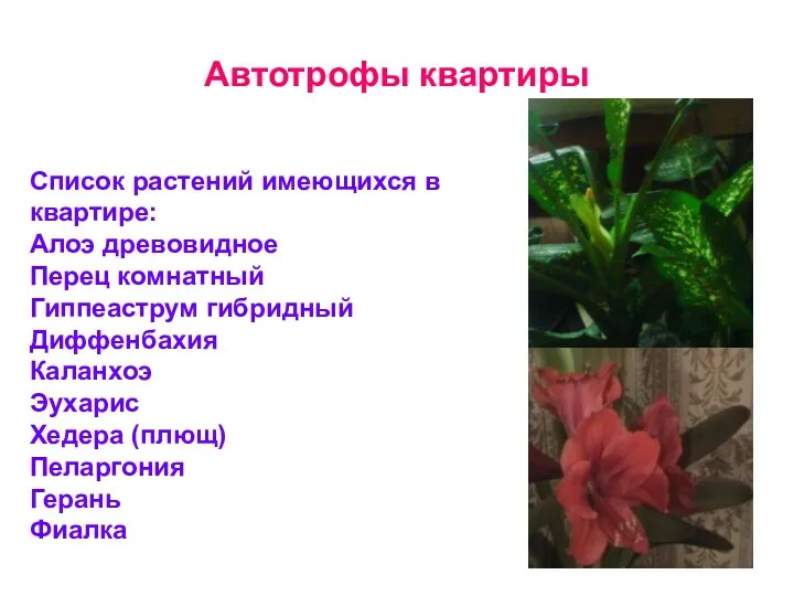 Автотрофы квартиры Список растений имеющихся в квартире: Алоэ древовидное Перец