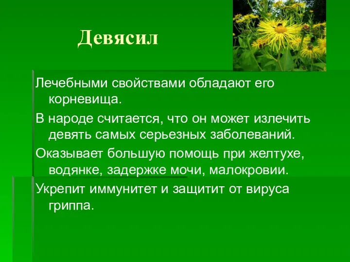 Девясил Лечебными свойствами обладают его корневища. В народе считается, что