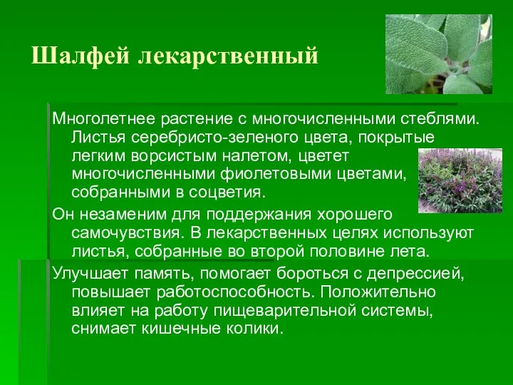 Шалфей лекарственный Многолетнее растение с многочисленными стеблями. Листья серебристо-зеленого цвета,