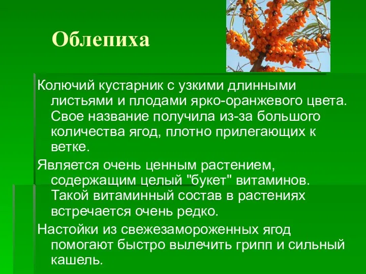 Облепиха Колючий кустарник с узкими длинными листьями и плодами ярко-оранжевого