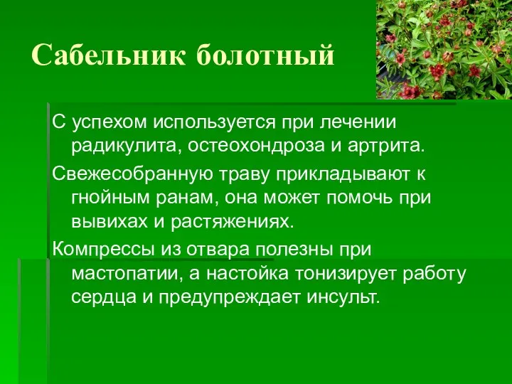 Сабельник болотный С успехом используется при лечении радикулита, остеохондроза и