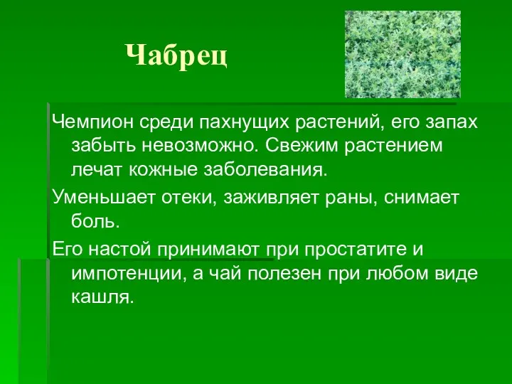 Чабрец Чемпион среди пахнущих растений, его запах забыть невозможно. Свежим