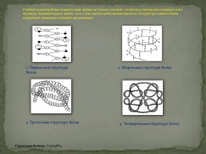 1. Первичная структура белка Особый характер белка каждого вида связан