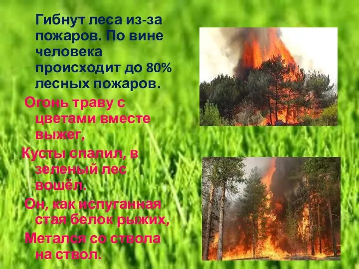 Гибнут леса из-за пожаров. По вине человека происходит до 80% лесных пожаров. Огонь
