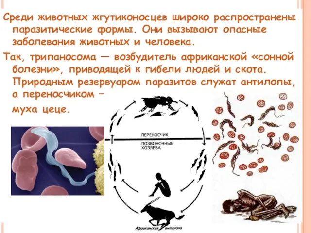 Среди животных жгутиконосцев широко распространены паразитические формы. Они вызывают опасные