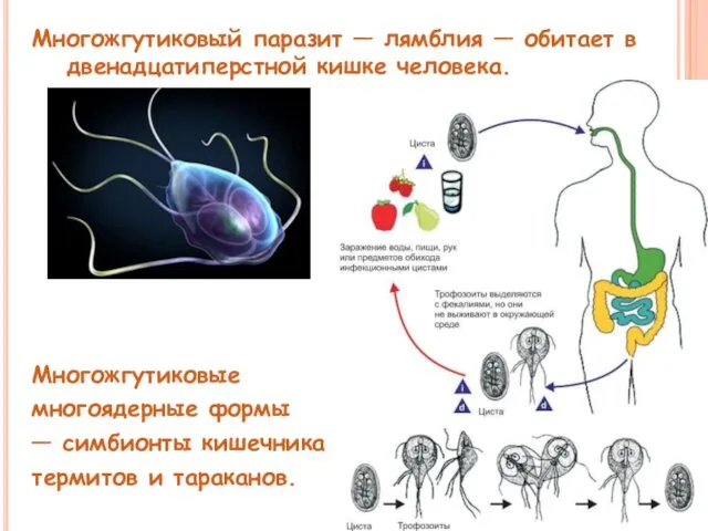 Многожгутиковый паразит — лямблия — обитает в двенадцатиперстной кишке человека.