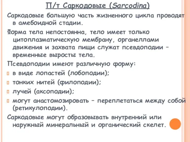 П/т Саркодовые (Sarcodina) Саркодовые большую часть жизненного цикла проводят в