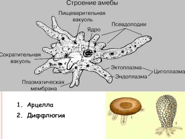 Арцелла Диффлюгия