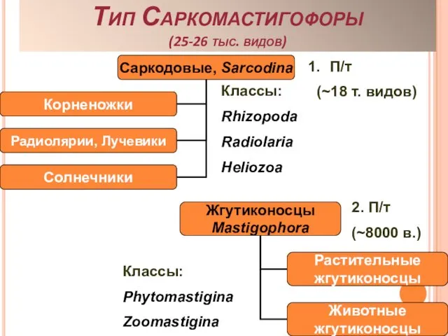 Тип Саркомастигофоры (25-26 тыс. видов) П/т (~18 т. видов) 2.