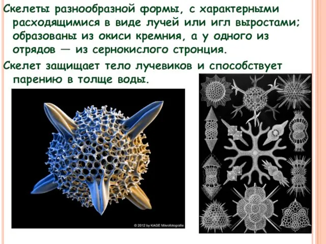 Скелеты разнообразной формы, с характерными расходящимися в виде лучей или