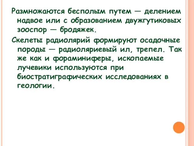 Размножаются бесполым путем — делением надвое или с образованием двужгутиковых