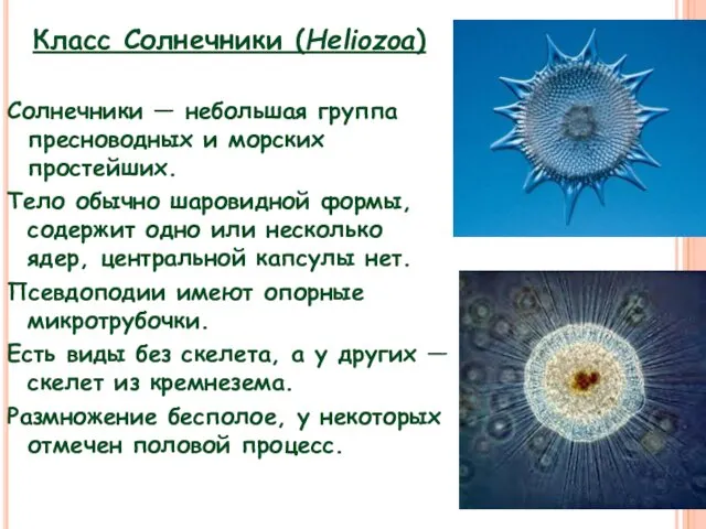 Класс Солнечники (Heliozoa) Солнечники — небольшая группа пресноводных и морских