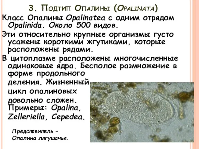 3. Подтип Опалины (Opalinata) Класс Опалины Opalinatea с одним отрядом