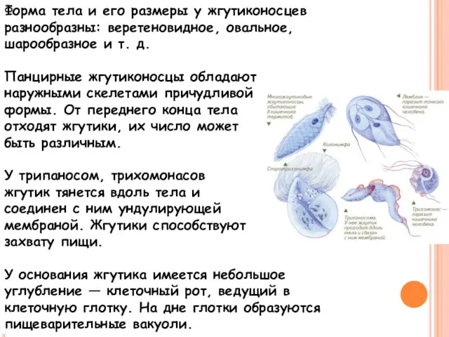 Форма тела и его размеры у жгутиконосцев разнообразны: веретеновидное, овальное,