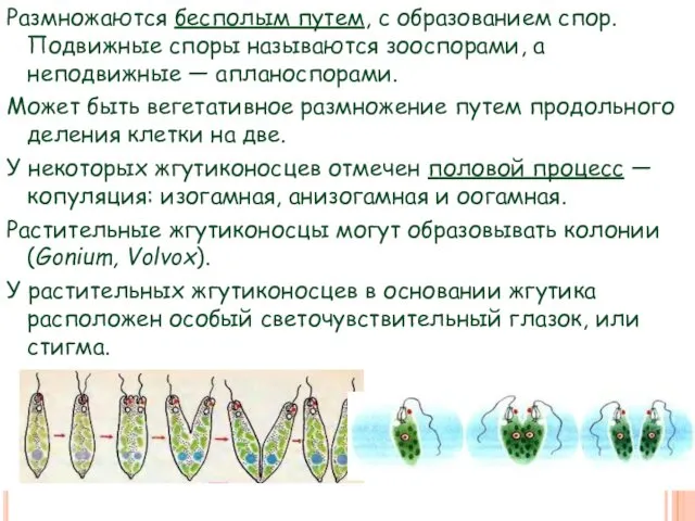 Размножаются бесполым путем, с образованием спор. Подвижные споры называются зооспорами,