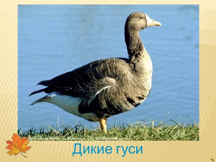 Дикие гуси уси