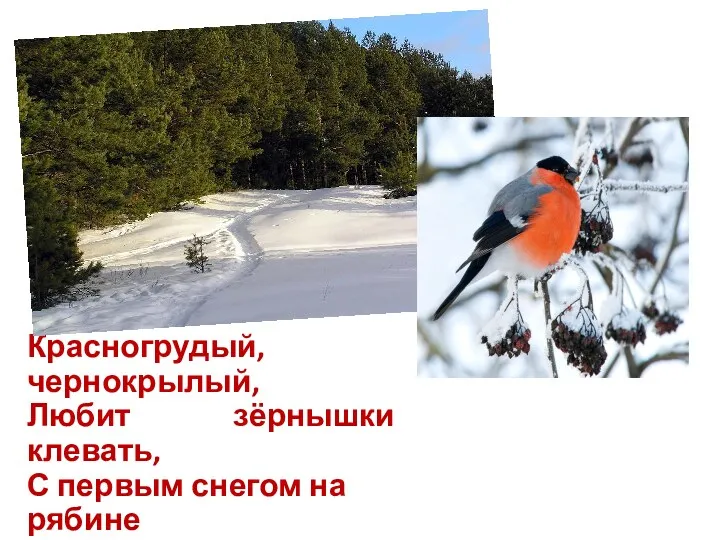 Красногрудый, чернокрылый, Любит зёрнышки клевать, С первым снегом на рябине Он появится опять.