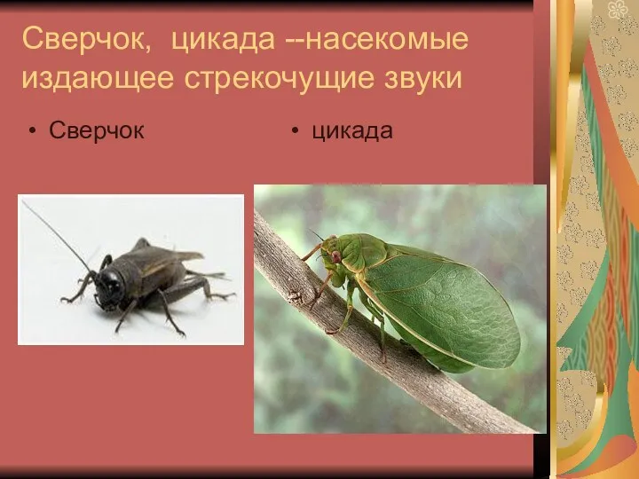 Сверчок, цикада --насекомые издающее стрекочущие звуки Сверчок цикада