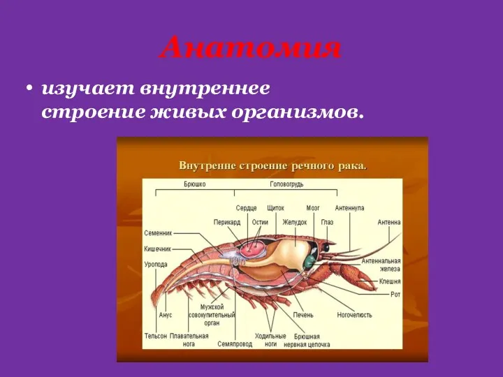 Анатомия изучает внутреннее строение живых организмов.