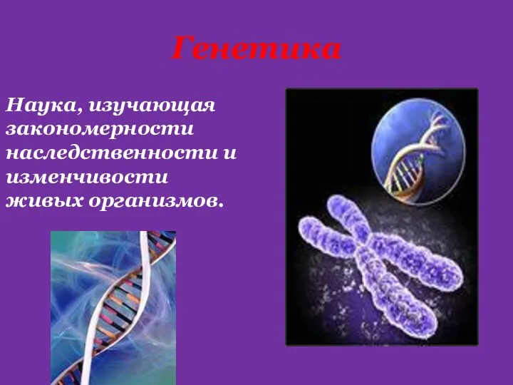 Генетика Наука, изучающая закономерности наследственности и изменчивости живых организмов.