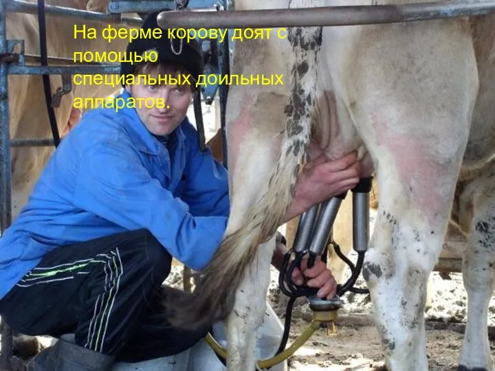 На ферме корову доят с помощью специальных доильных аппаратов.