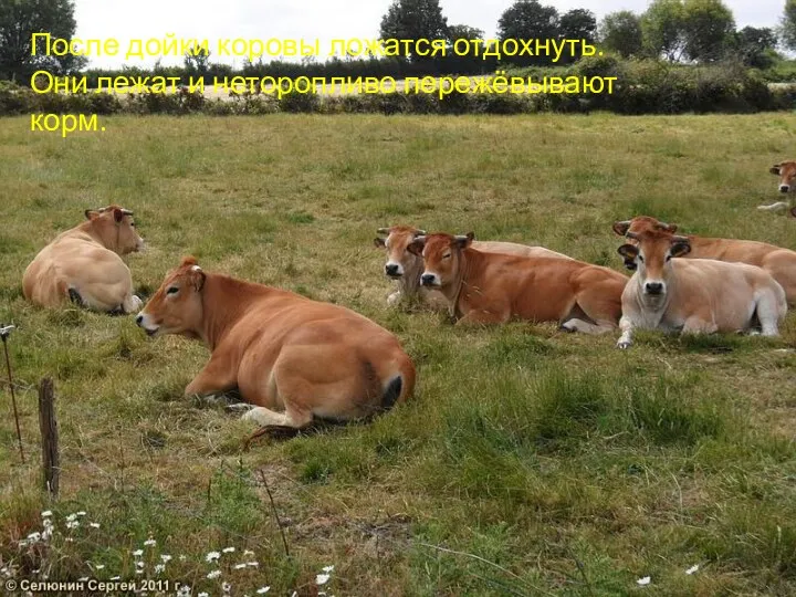 После дойки коровы ложатся отдохнуть. Они лежат и неторопливо пережёвывают корм.