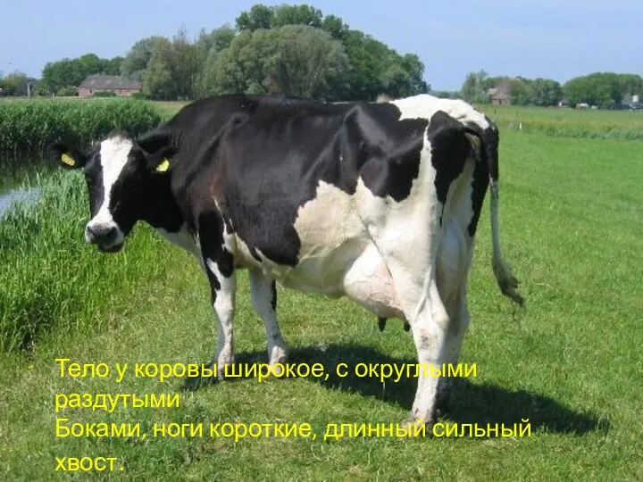 Тело у коровы широкое, с округлыми раздутыми Боками, ноги короткие,