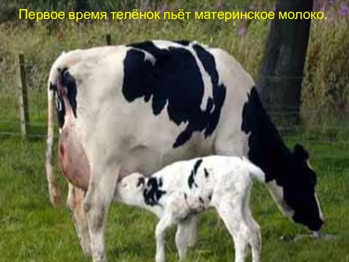 Первое время телёнок пьёт материнское молоко.