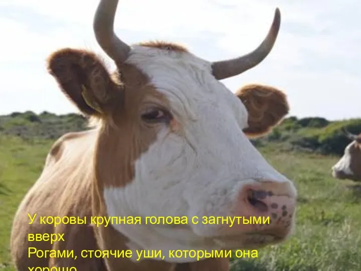 У коровы крупная голова с загнутыми вверх Рогами, стоячие уши,