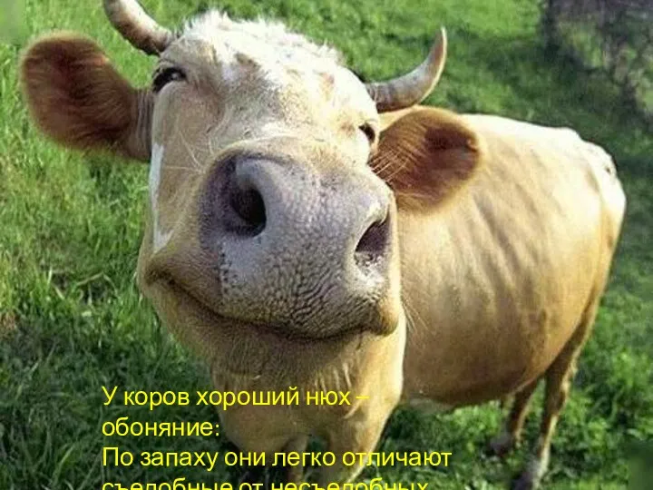 У коров хороший нюх – обоняние: По запаху они легко отличают съедобные от несъедобных травы.