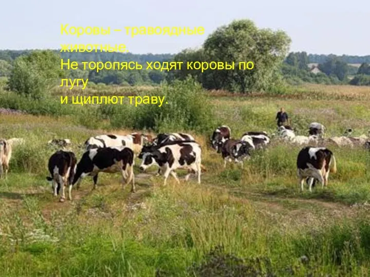 Коровы – травоядные животные. Не торопясь ходят коровы по лугу и щиплют траву.